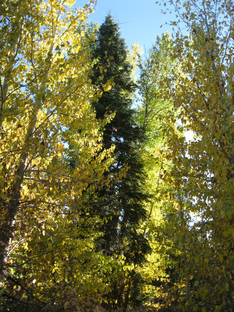 Autumn, at last!  Trees at our campsite.