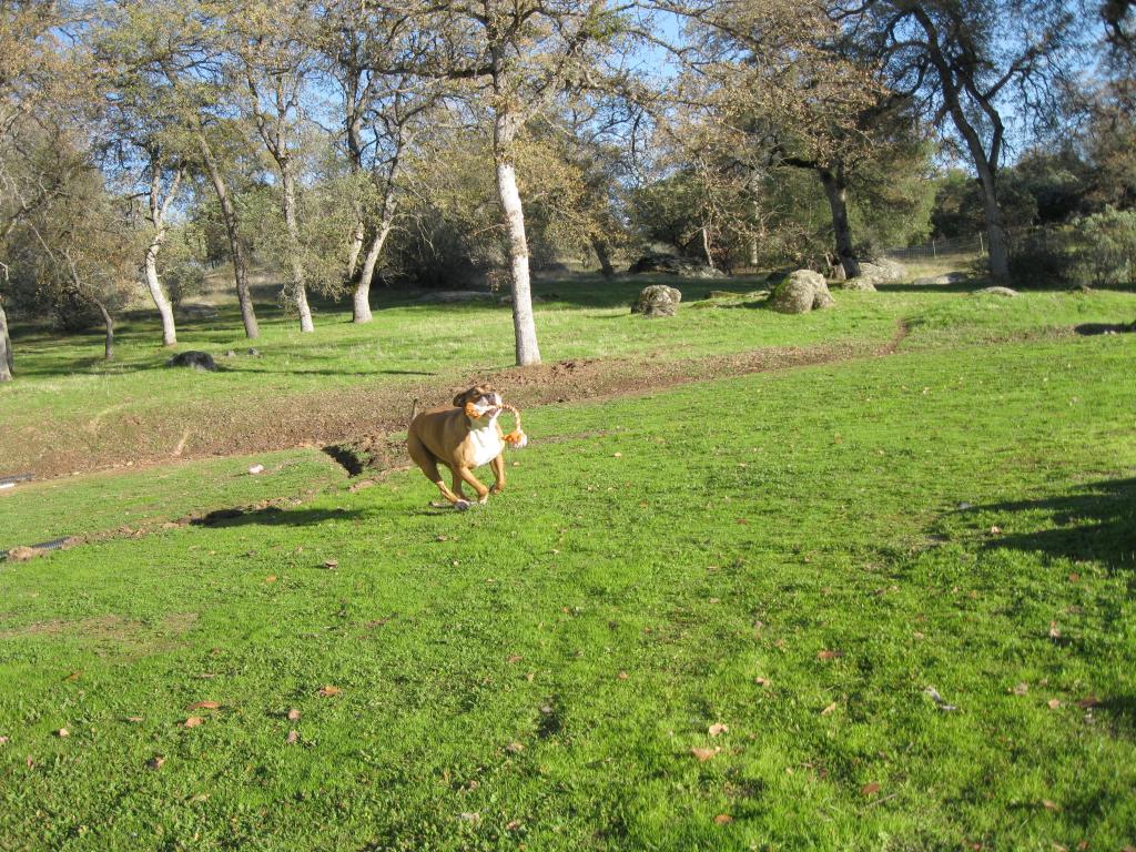 Ginger loves to run around and play.