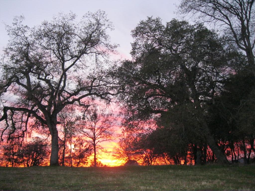Sunset through the trees, a spectacular show each winter afternoon.