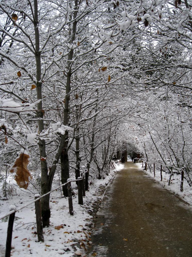 A tunnel of icy trees.