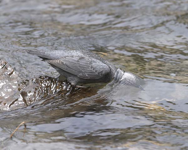 american dipper