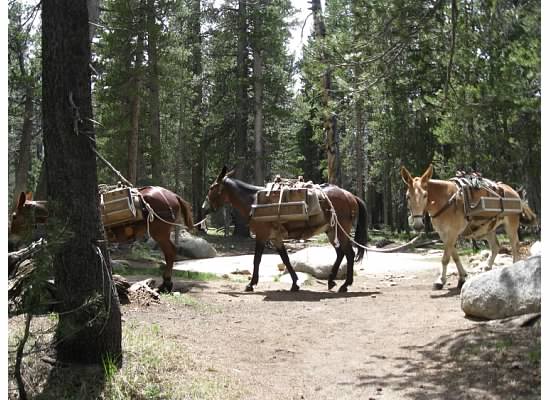 The pack train returned from bringing supplies to the High Sierra Camp.