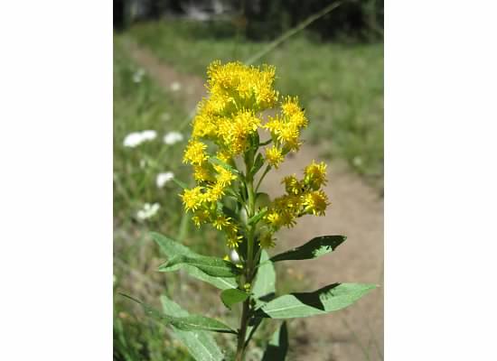 Meadow goldenrod.  This was used by early miners as a divining rod to find water.  