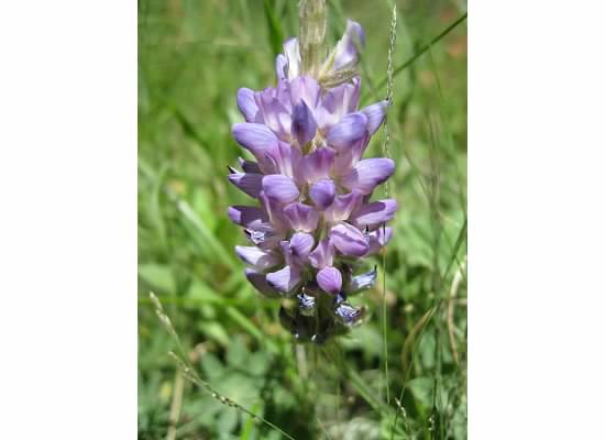 Brewer's lupine.  There are over 80 species of lupine in California.