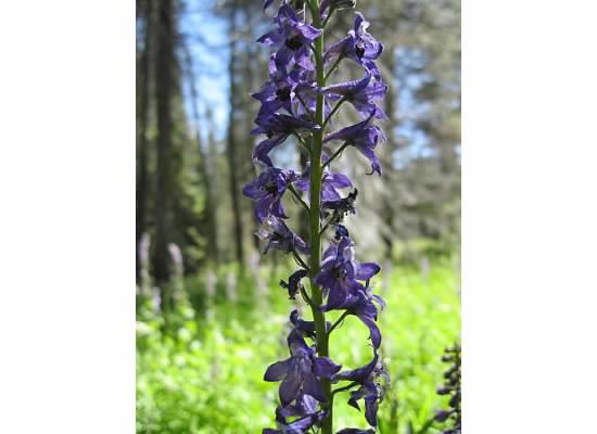 Tower larkspur.  This flower was called "sleep-root" since Indians used its juice to dull the senses of an opponet during games.