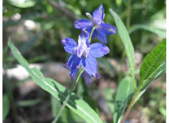 Larkspur.  This resembles the tower larkspur in color and shape but it is shorter.