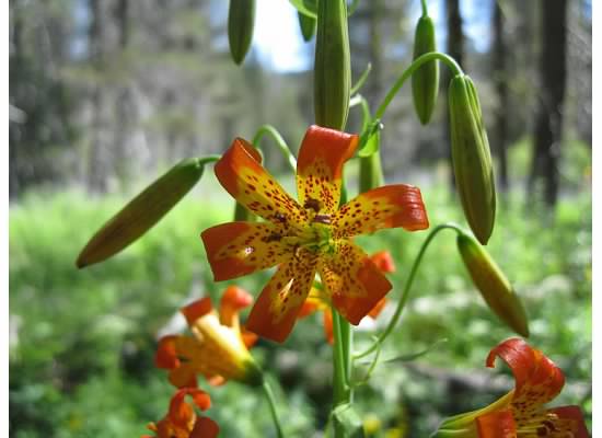 Leopard lily, cousin to the tiger lily.