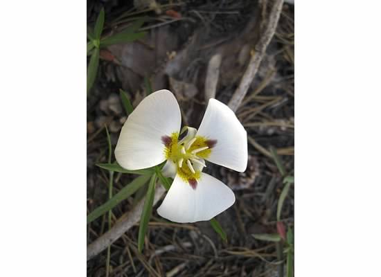 Mariposa lily.  Mariposa means butterfly in Spanish.