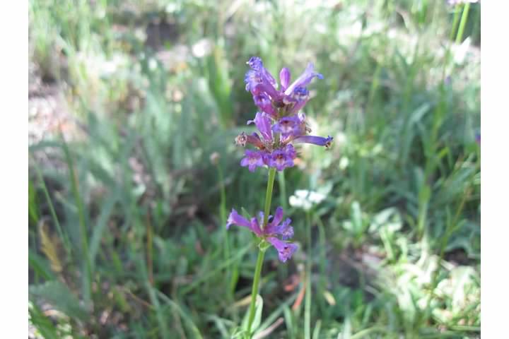 Meadow penstemon.  Penstemons are common throughout Yosemite and are hard to distinguish between species.