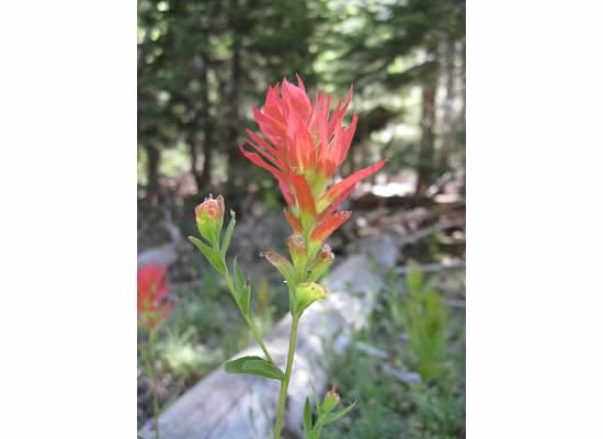 Indian paintbrush.  Hummingbirds love these flowers.