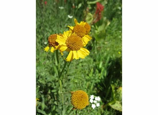 Bigelow's sneezeweed.  Early settlers crushed the flowers into a powder to sniff when they had head colds which made them sneeze.