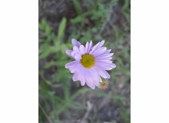 Wandering Daisy, a very common flower in Yosemite.  