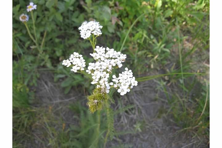 Yarrow.  Native Americans used yarrow to cure toothaches, headaches and stomachaches.