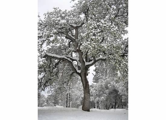 A snowy oak tree.