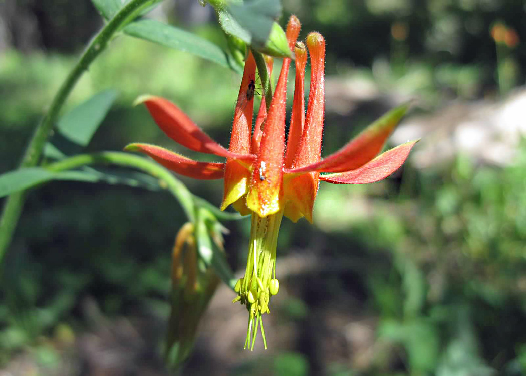 Crimson columbine