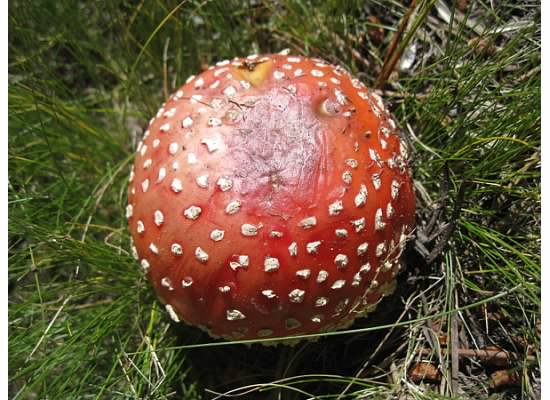 Found near the trail: fly agaric is considered poisonous (has caused human death), it is also known for its hallucinogenic properties.