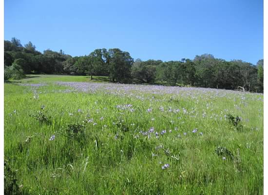 A field of flowers.