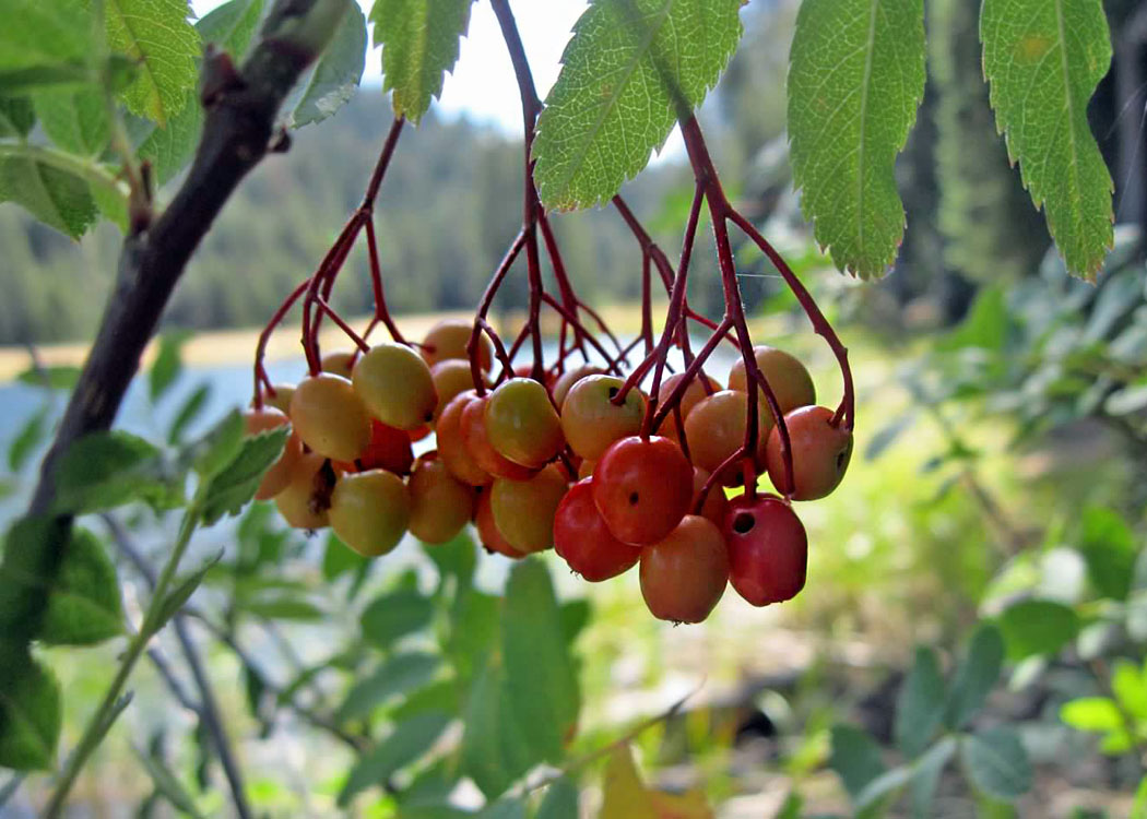 043whitewolf_edited-1