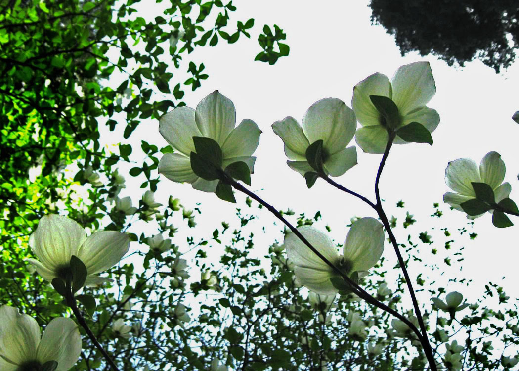 014dogwood