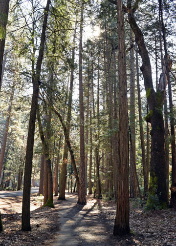 Yosemite National Park