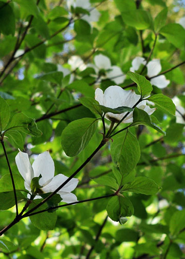 Dogwoods, Yosemite National Park