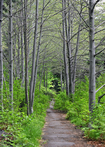 Yosemite National Park