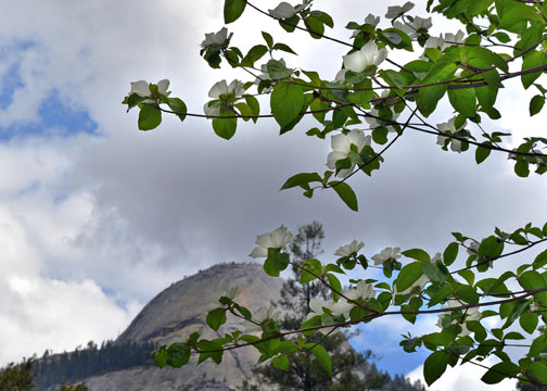 Yosemite National Park, North Dome, dogwoods
