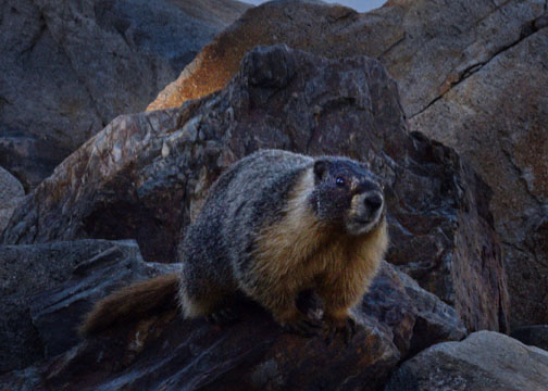 marmot, Yosemite National Park, Gaylor Lakes