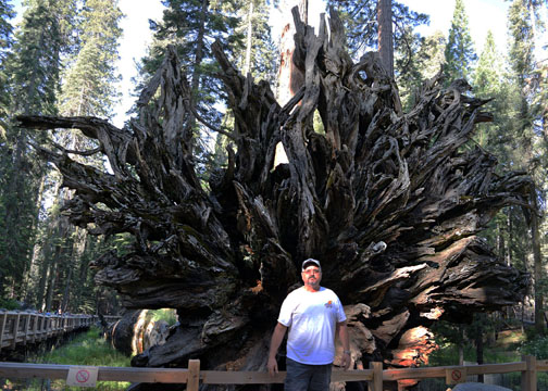 Fallen Monarch, Mariposa Grove, Yosemite National Park