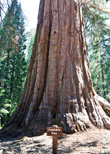 Mariposa Grove, Yosemite National Park