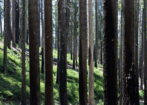 Mariposa Grove, Yosemite National Park