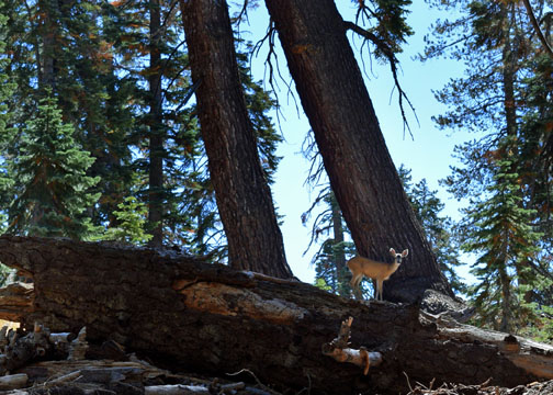 Yosemite National Park, Lukens Lake