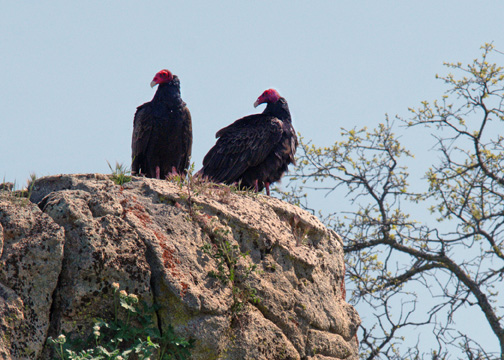 shDSC_6945b_edited-1