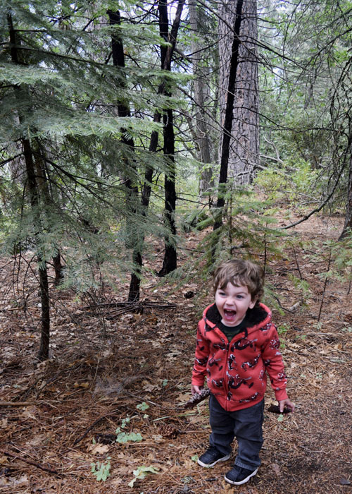 Pinecones_DSC4259a_edited-1