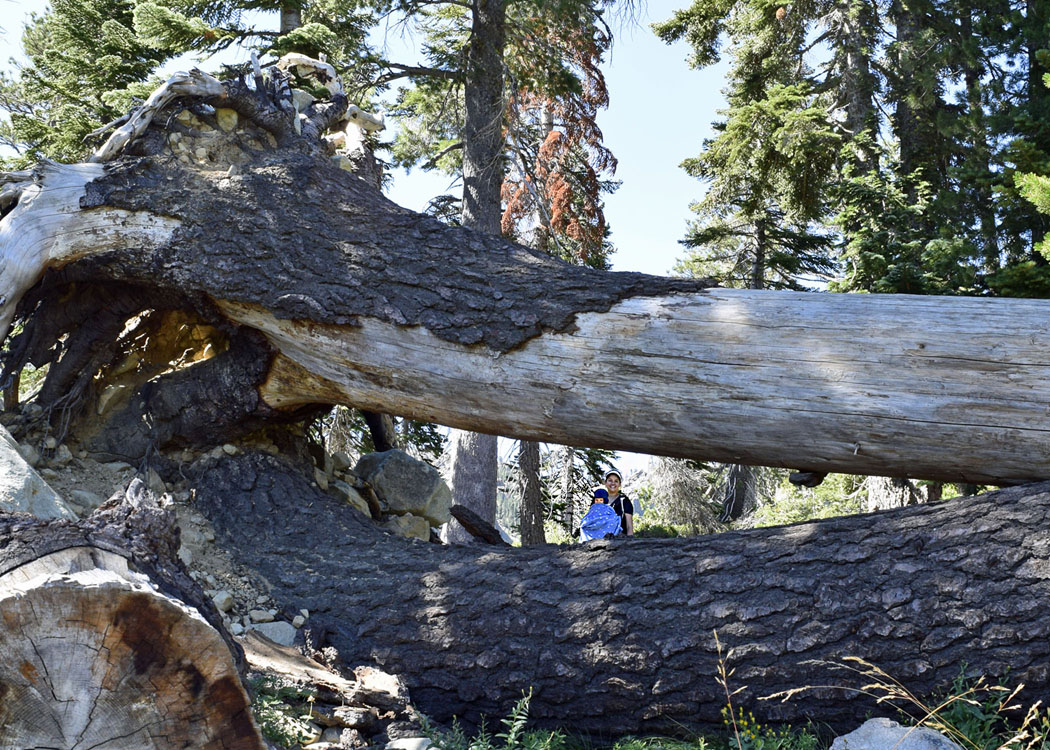 Trunks_DSC4327a_edited-1